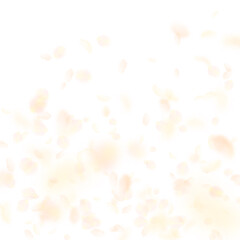 Yellow orange flower petals falling down. Extraord