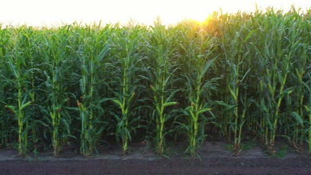 Agricultural land with corn crops.