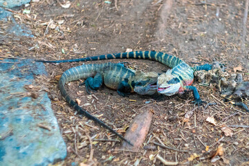 オーストラリアのシドニーにある観光名所を観光している風景 Scenes of sightseeing in Sydney, Australia.