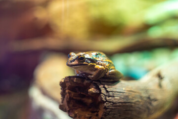 オーストラリアのシドニーにある観光名所を観光している風景 Scenes of sightseeing in Sydney, Australia.