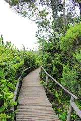 wooden bridge in the forest