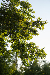 tree in summer breeze park white background 