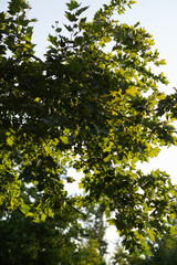 tree in summer breeze park white background 