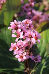 ヒマラヤユキノシタの花部分