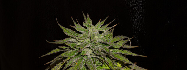 Focused and bright marijuana cups, with lots of resin and odors. Dark background and cannabis theme.