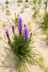 Dense Blazing Star, wildflower growing in sand