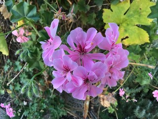 pink geranium in a garden