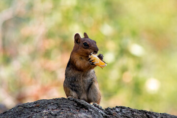 Chipmunk with Orange Slice