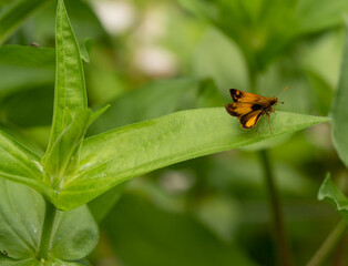 a moth waiting to fly off into the garden after taking a break on a large leaf