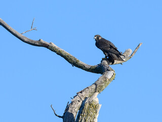 Peregrine Falcon Standing on Dead Tree Branch and Eating a Bird on Blue Sky