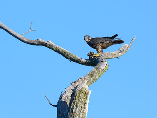 Peregrine Falcon Standing on Dead Tree Branch and Eating a Bird on Blue Sky