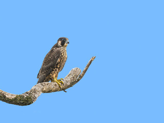 Peregrine Falcon Sitting on Dead Tree Branch on Blue Sky