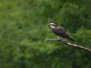 Osprey Sitting on Tree Branch against Green Foliage