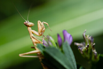 Family Sphondromantis (possibly Spondromantis viridis) praying mantis lurking on green leaf