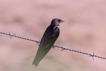 bird on a fence