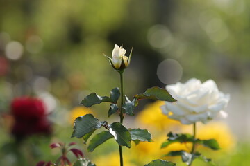 薔薇の花（白）