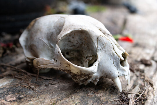 A small sun bleached white skull that likely belonged to a feral cat sitting on a wooden bench, soft-focus. Large eye socket, white fangs, elongated cranium in Ontario, Canada, October. Halloween.