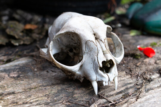 A small sun bleached white skull that likely belonged to a feral cat sitting on a wooden bench, soft-focus. Large eye socket, white fangs, elongated cranium in Ontario, Canada, October. Halloween.