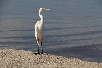 Great Egret on Northeast Florida shore