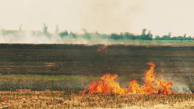 Dry grass is burning. Forest fire background. Damage to nature. Drought concept. Fire slow motion. The field is on fire. Disaster background. Betstvy concept. Nature blazes background. Fire pattern.