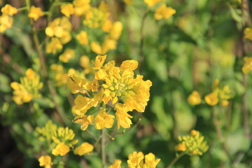 セイヨウアブラナの黄色い花