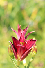 Background side view of a red daylily against blurred green