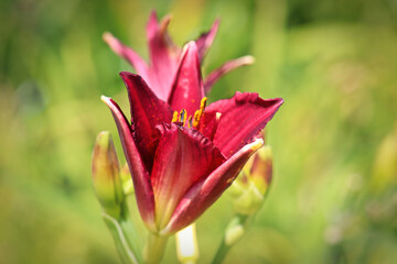 Background side view of a red daylily against blurred green