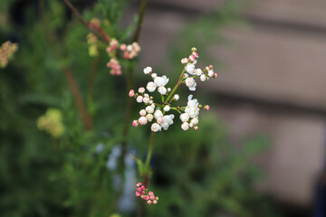 Closeup of white and pink flowers on a dropwort