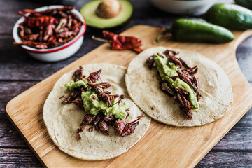 tacos de chapulines or grasshopper taco traditional in mexican food with homemade guacamole sauce in Oaxaca Mexico