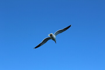 Seagull bright blue sky