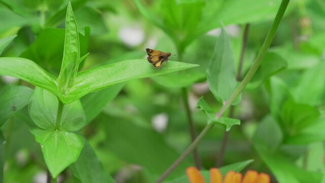 large yellow underwing moth grooming on the edge of a leaf in the garden while gnats fly around 