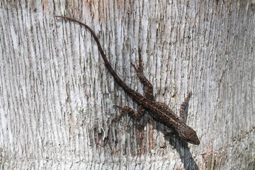 Small Lizard on wood