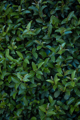 plants trees and more