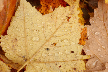 Rain drop soaked leaves on the forest floor
