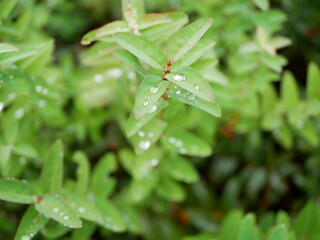 葉の上の水滴　ｗater drops on the leaf01