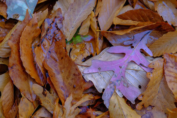 Fallen colorful autumn leaves on the forest floor