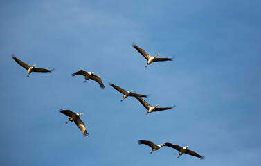 Bird migration, group of cranes flying high up in blue sky