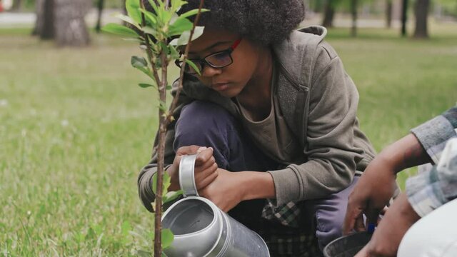 Tilting-up slowmo shot of African-American boy watering small tree just planted outdoors in park and his mother helping him