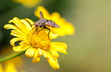 Blow fly sits on a yellow flower. Bright summer detailed macro photo. Insect concept.
