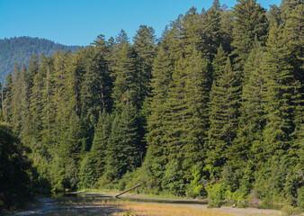 Redwood tree forest in Humboldt Redwoods State Park at Rio Dell, Humboldt County, California