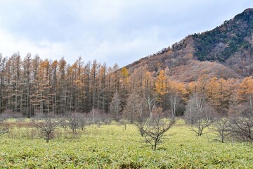 晩秋の小田代ヶ原で見たカラマツの黄葉情景＠栃木