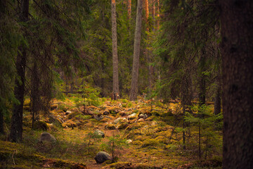 A clearing with stones in the forest - obrazy, fototapety, plakaty