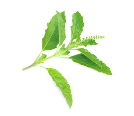 Tree basil leaf top with flower on white background. (Holyleaf).