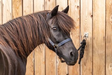 Portrait of a tethered icelandic horse