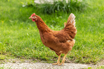 Portrait of a brown free-ranged hen on a meadow