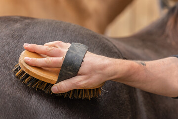 A person brushes a horses fur. A horse owner grooms her pony