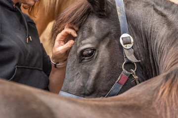 A brown icelandic horse enjoys head scratches of its owner