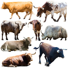 many different breeds of cows on white background