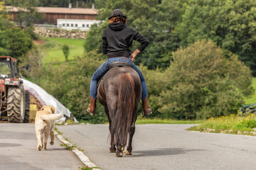 Take part in traffic with dog and horse. Horses and dogs as road user. Riders as vulnerable road...
