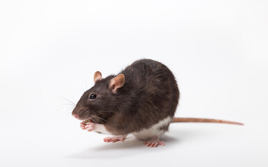 Close-up of a rat on a white background